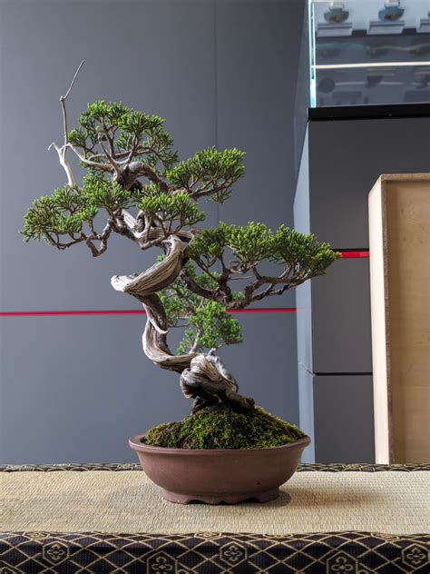 真柏文人樹型|丹尼BONSAI DANY (@danylu0104) • Instagram photos and videos